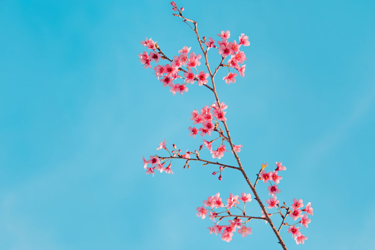 A branch of a cherry blossom tree with pink flowers against a clear blue sky.